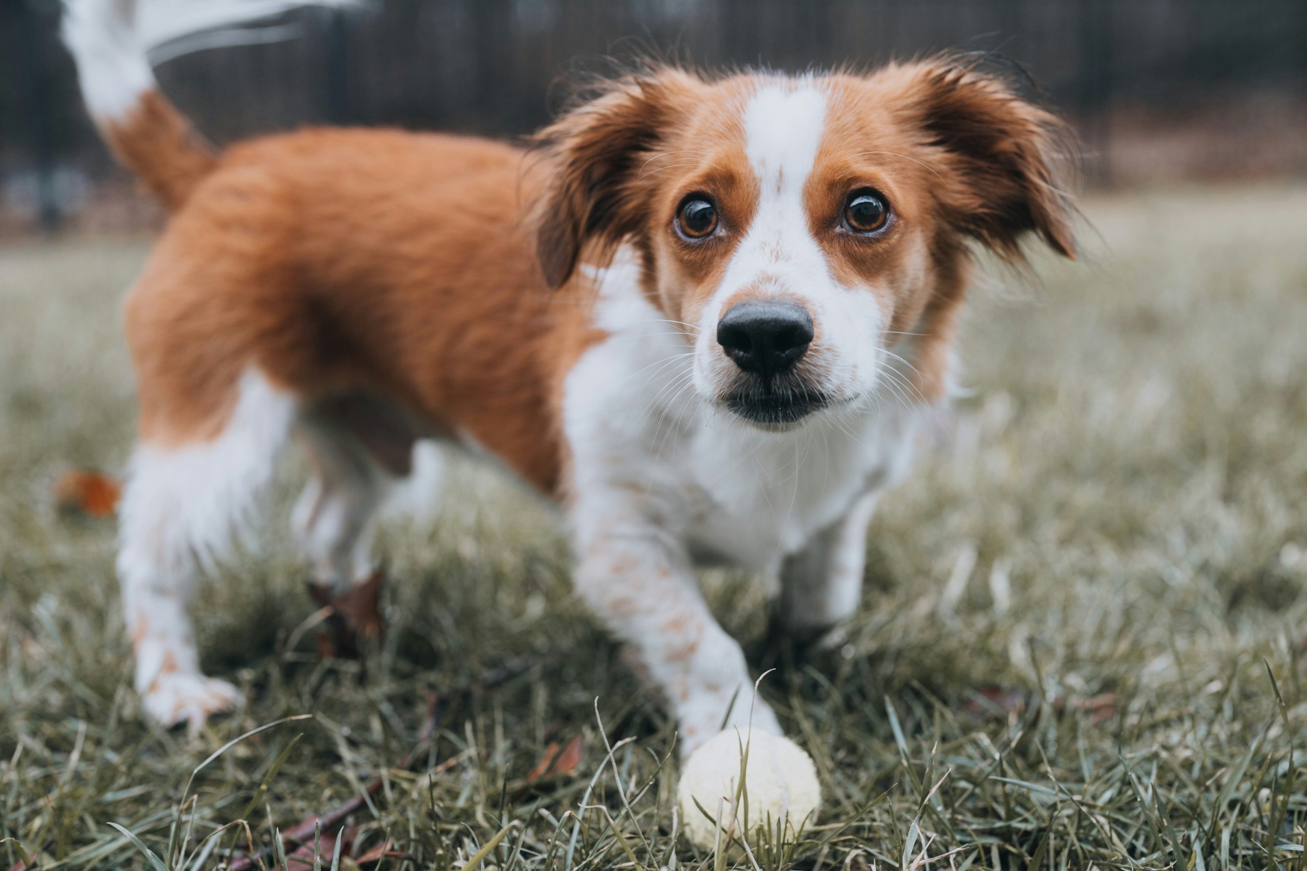 jackie-best-Zst-KCT6pVI-unsplash